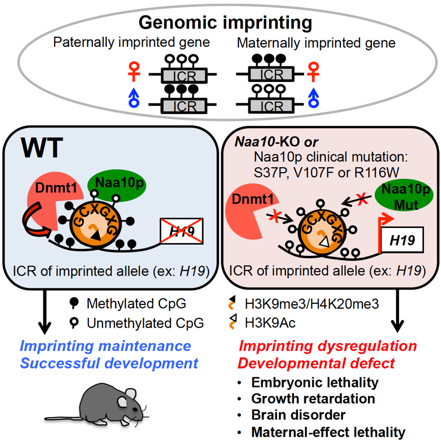 2017Genomic Imprinting 2017Genomic Imprinting