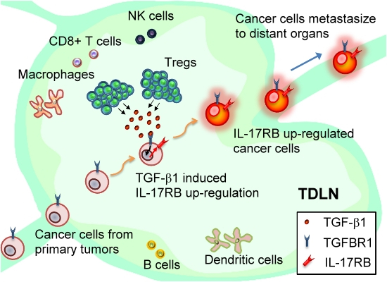 2017Tregs Synopsis figure 3 2017Tregs Synopsis figure 3