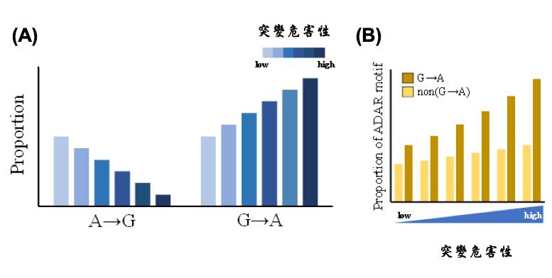 2019RNA Editing Figure A B EN 2019RNA Editing Figure A B EN