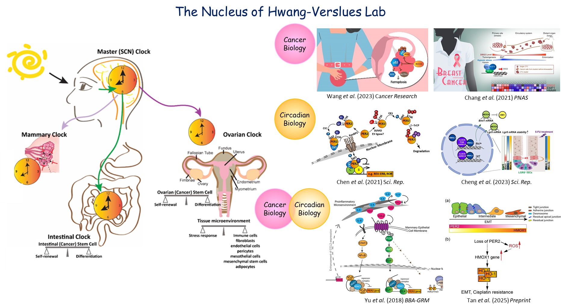 Hwang-Verslues_Lab_Research研究方向 Hwang-Verslues_Lab_Research研究方向
