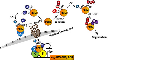 Differential effects of SUMO1 and SUMO2 on circadian protein PER2 stability and function Differential effects of SUMO1 and SUMO2 on circadian protein PER2 stability and function