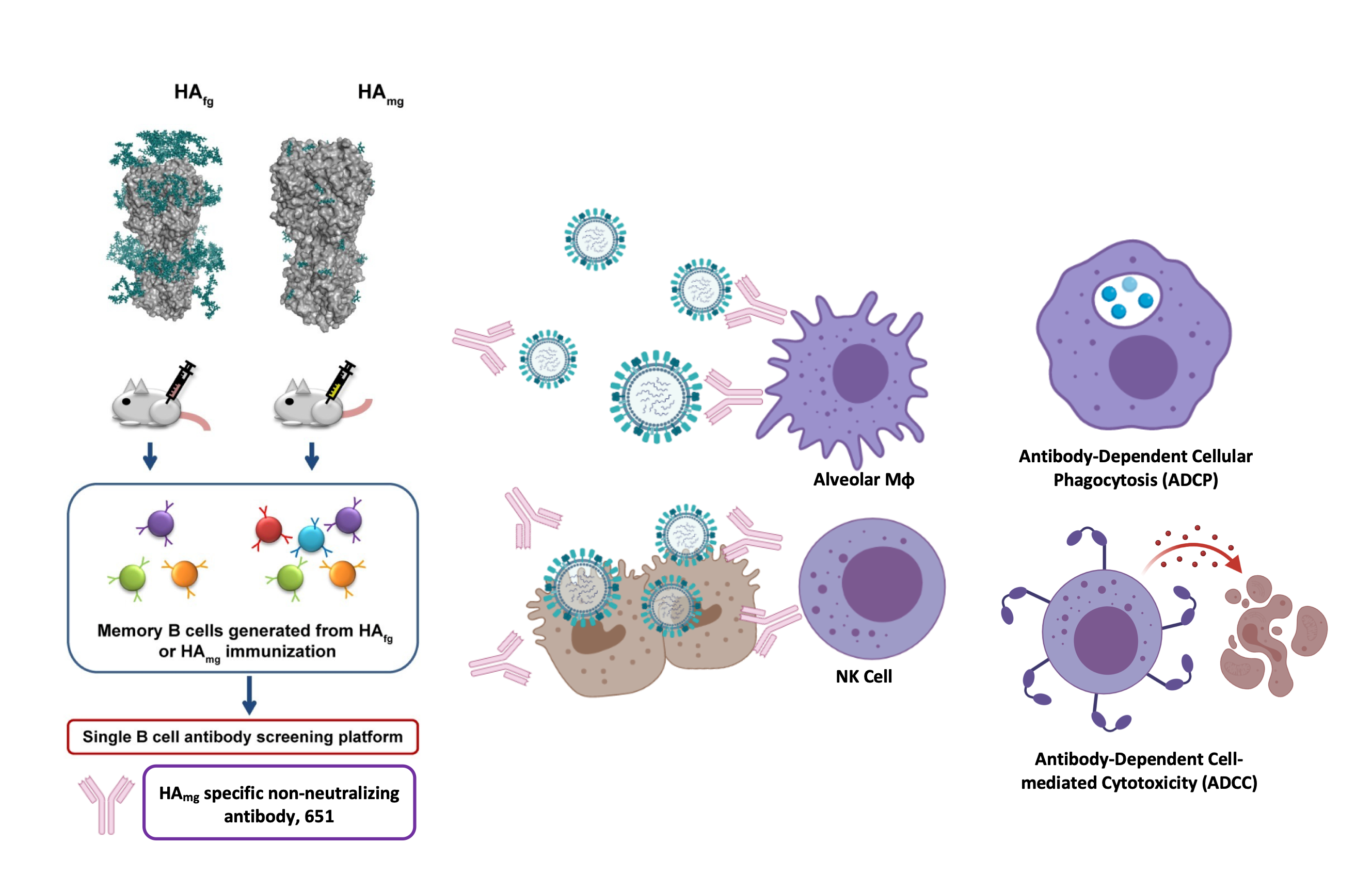 A non-neutralizing antibody broadly protects against influenza virus infection by engaging effector cells A non-neutralizing antibody broadly protects against influenza virus infection by engaging effector cells