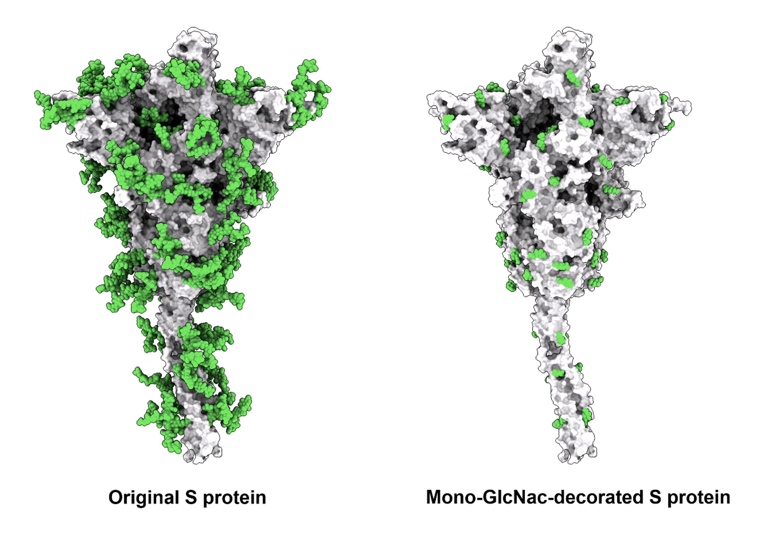 Vaccination with SARS-CoV-2 spike protein lacking glycan shields elicits enhanced protective responses in animal models Vaccination with SARS-CoV-2 spike protein lacking glycan shields elicits enhanced protective responses in animal models