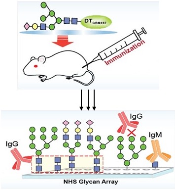 Immunogenicity evaluation of N-glycans recognized by HIV broadly neutralizing antibodies Immunogenicity evaluation of N-glycans recognized by HIV broadly neutralizing antibodies