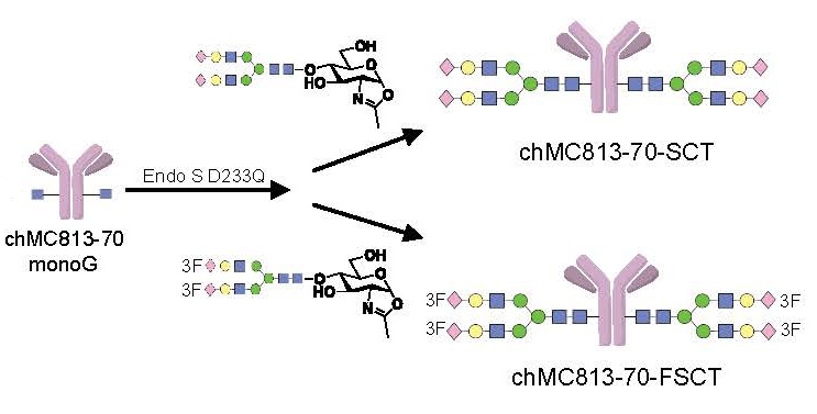 Homogeneous antibody and CAR-T cell targeting glycan on pancreatic cancer Homogeneous antibody and CAR-T cell targeting glycan on pancreatic cancer