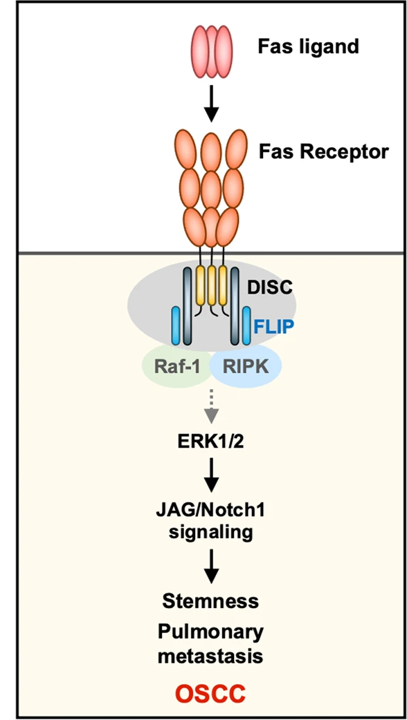 FAS receptor regulates NOTCH activity through ERK-JAG1 axis activation and controls oral cancer stemness ability and pulmonary metastasis FAS receptor regulates NOTCH activity through ERK-JAG1 axis activation and controls oral cancer stemness ability and pulmonary metastasis