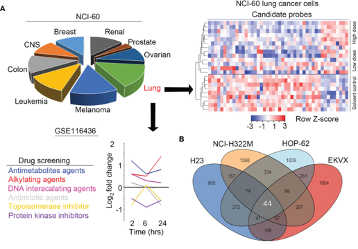 Aldolase A and Phospholipase D1 Synergistically Resist Alkylating Agents and Radiation in Lung Cancer Aldolase A and Phospholipase D1 Synergistically Resist Alkylating Agents and Radiation in Lung Cancer