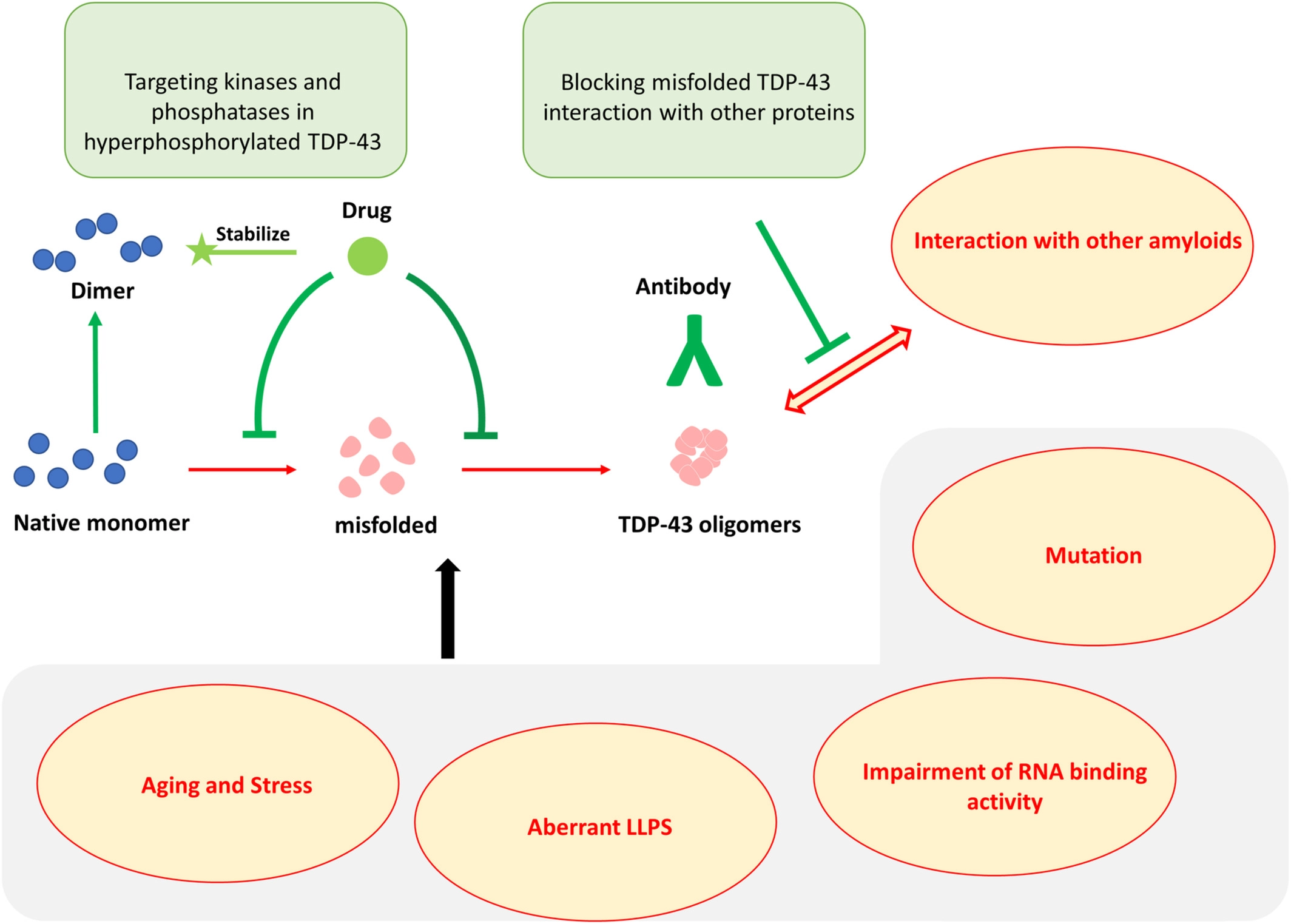 TAR DNA-binding protein 43 oligomers in physiology and pathology TAR DNA-binding protein 43 oligomers in physiology and pathology