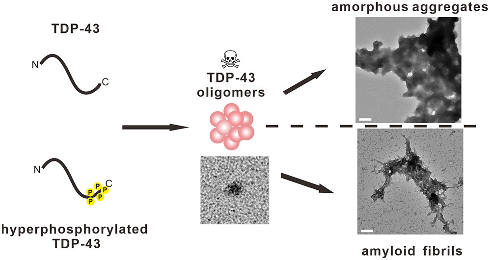 Hyperphosphorylation-Mimetic TDP-43 Drives Amyloid Formation and Possesses Neuronal Toxicity at the Oligomeric Stage