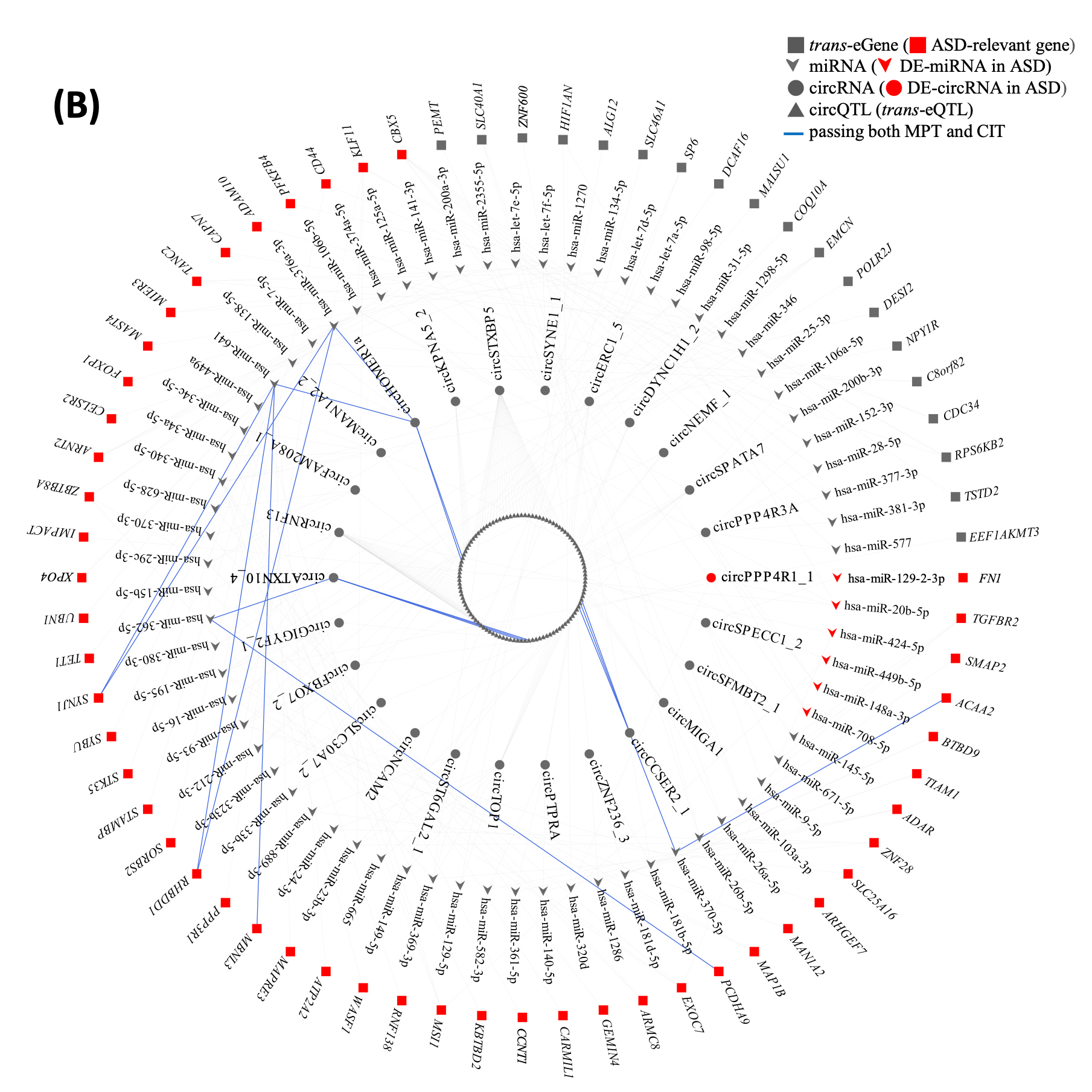 Trans-genetic effects of circular RNA expression quantitative trait loci and potential causal mechanisms in autism