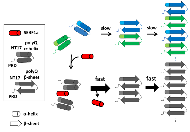 Amyloid modifier SERF1a interacts with polyQ-expanded huntingtin-exon 1 via helical interactions and exacerbates polyQ-induced toxicity