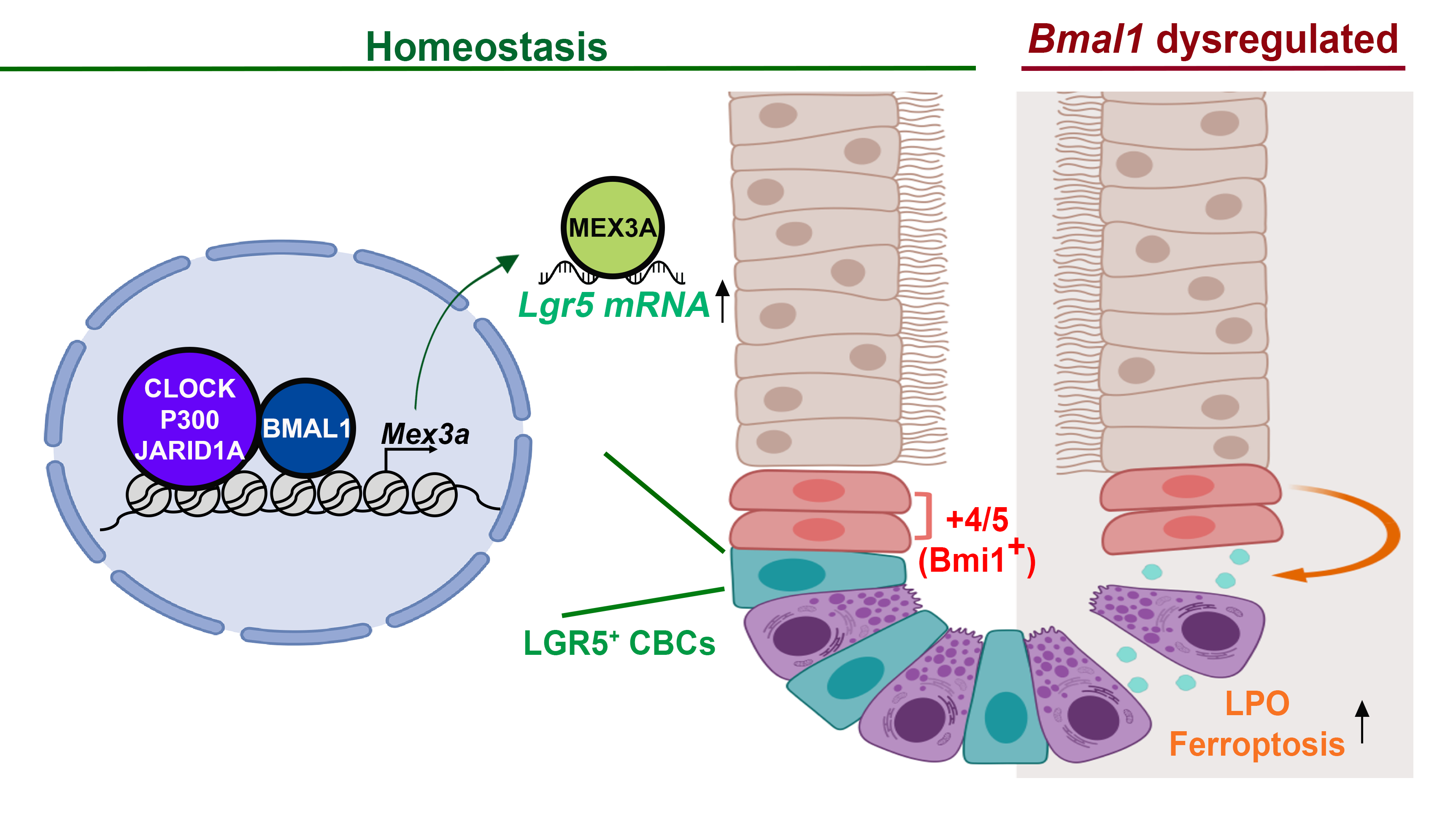 Core clock gene BMAL1 and RNA-binding protein MEX3A collaboratively regulate Lgr5 expression in intestinal crypt cells