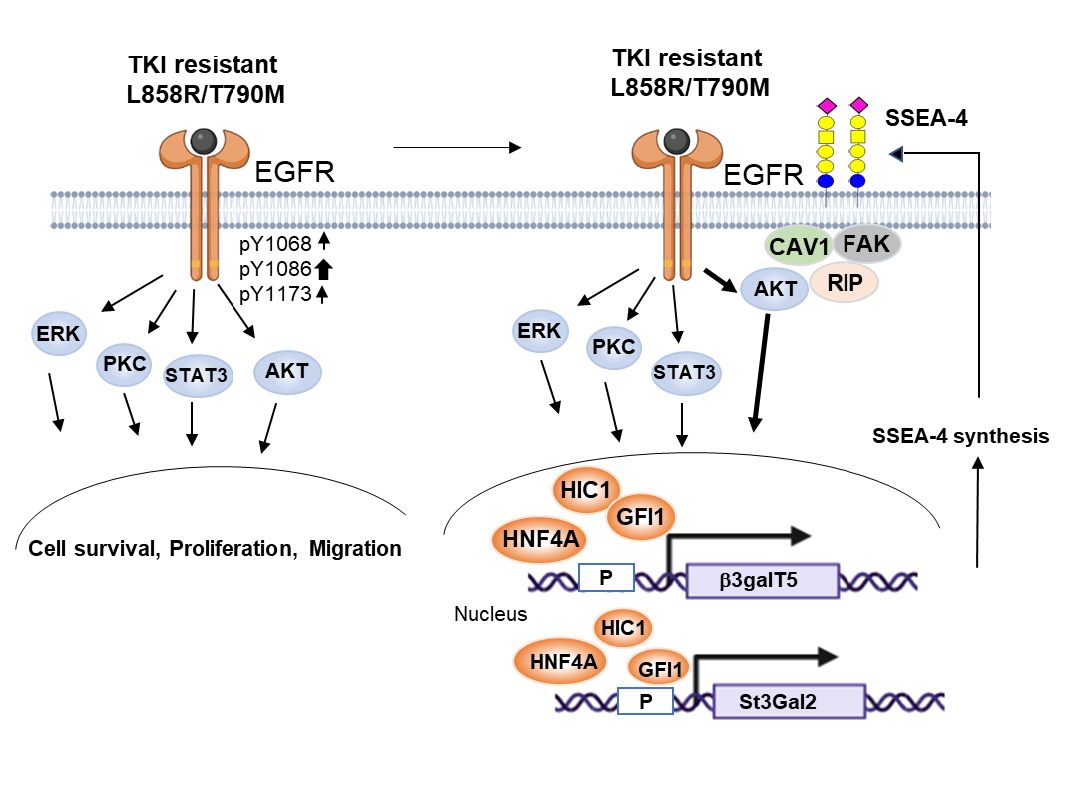 Increased expression of SSEA-4 on TKI-resistant non-small cell lung cancer with EGFR-T790M mutation