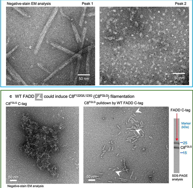Deciphering DED assembly mechanisms in FADD-procaspase-8-cFLIP complexes regulating apoptosis