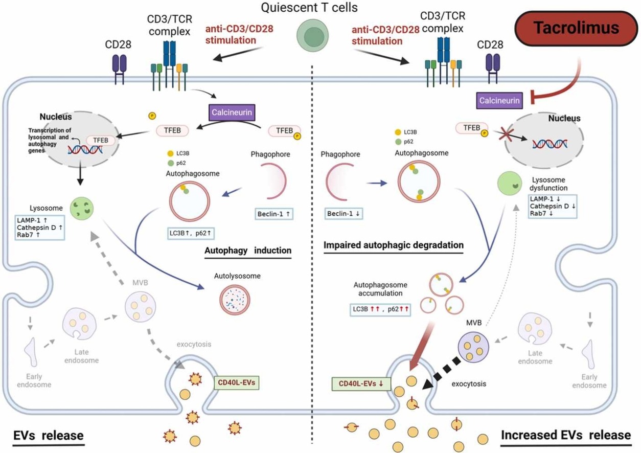 Tacrolimus regulates extracellular vesicle secretion from T cells via autophagy-lysosomal pathway