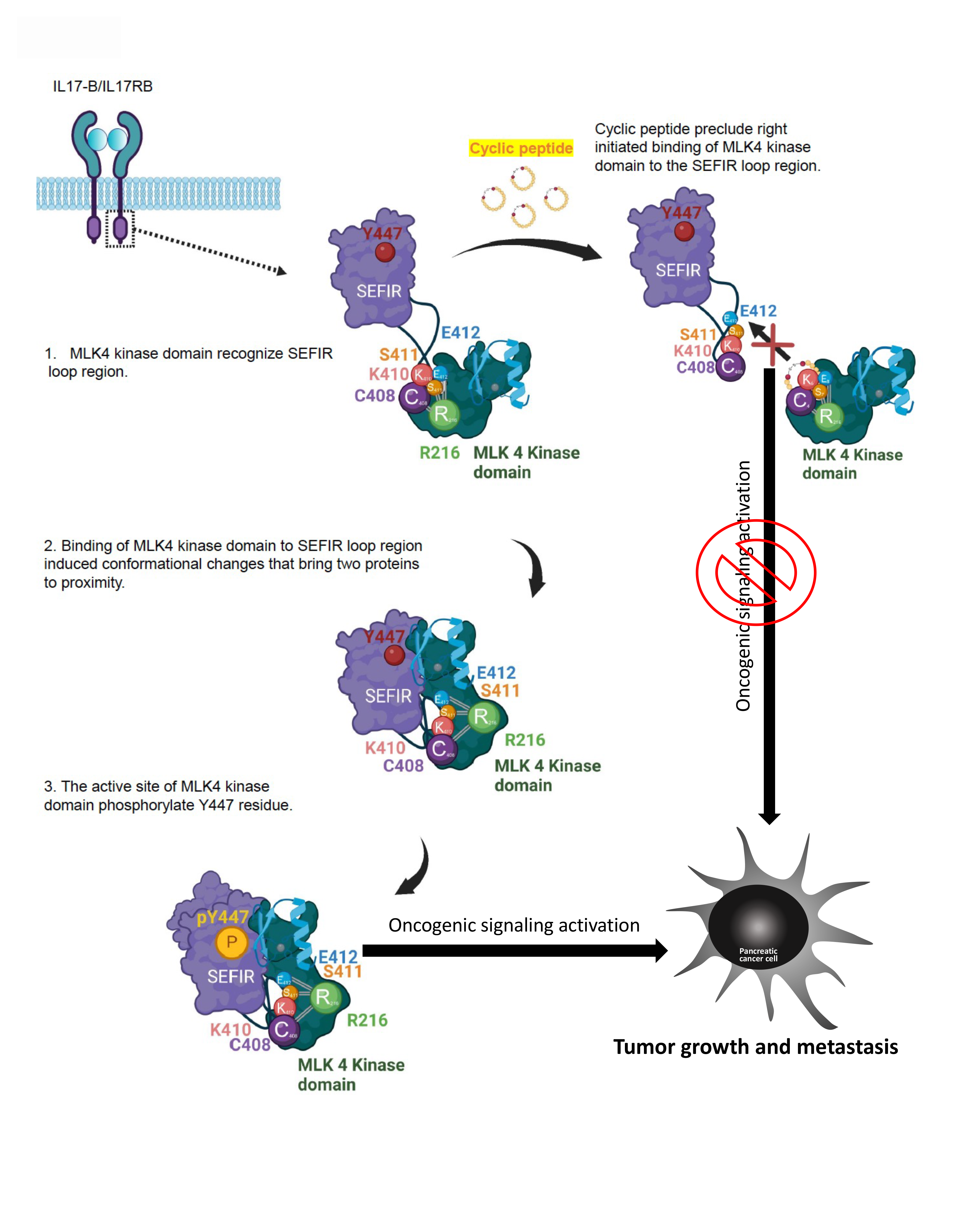 Tacrolimus regulates extracellular vesicle secretion from T cells via autophagy-lysosomal pathway