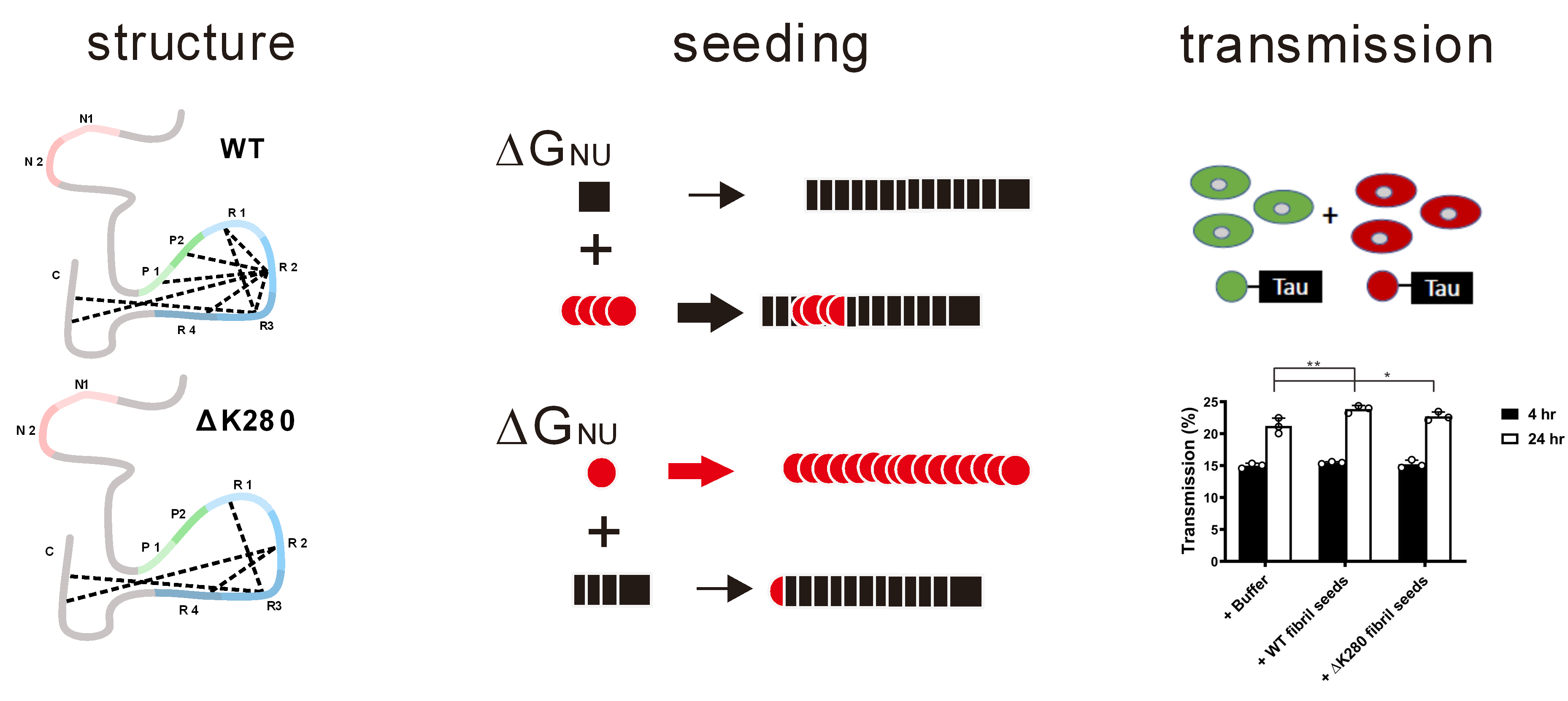 Sulfated disaccharide protects membrane and DNA damages from arginine-rich dipeptide repeats in ALS