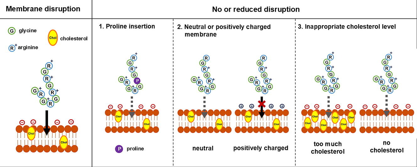 Sulfated disaccharide protects membrane and DNA damages from arginine-rich dipeptide repeats in ALS