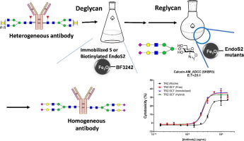 Development of biotinylated and magnetic bead-immobilized enzymes for efficient glyco-engineering and isolation of antibodies