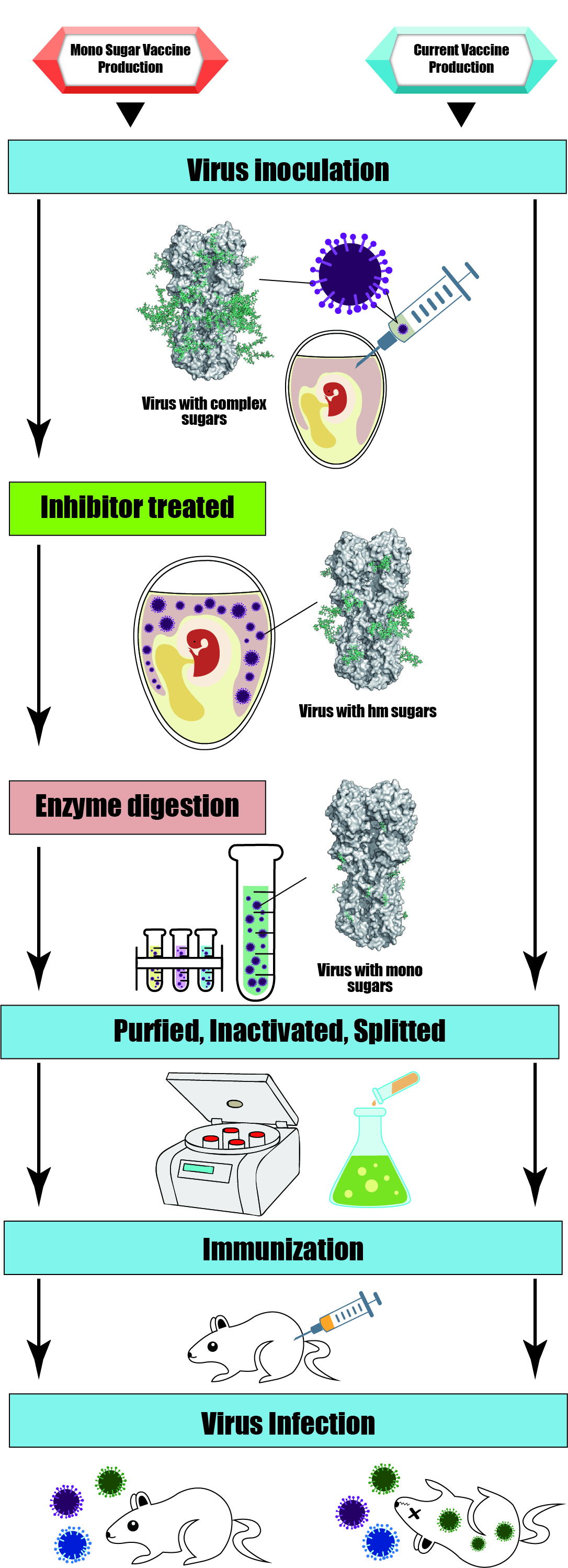 Egg-based mono-glycan flu vaccine vs. traditional flu vaccine Egg-based mono-glycan flu vaccine vs. traditional flu vaccine