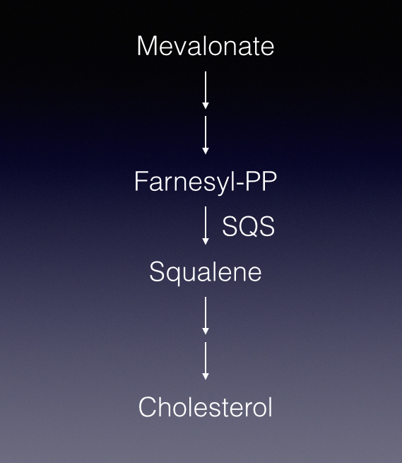 Simplified pathway: squalene synthase (SQS) converts two molecules of farnesyl pyrophosphate (Farnesyl-PP) into squalene. Simplified pathway: squalene synthase (SQS) converts two molecules of farnesyl pyrophosphate (Farnesyl-PP) into squalene.