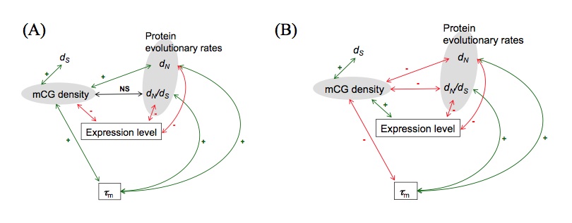 2013DNA methylation_pic 2013DNA methylation_pic