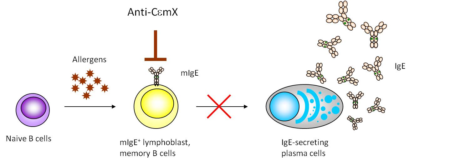 AntiCeMXFig3 AntiCeMXFig3