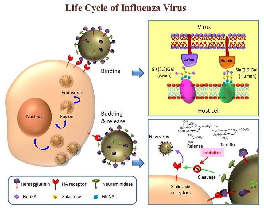 LifeCycleofInfluenzaVirus_ch LifeCycleofInfluenzaVirus_ch