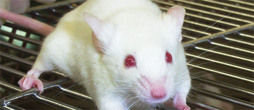 mice2 mice2