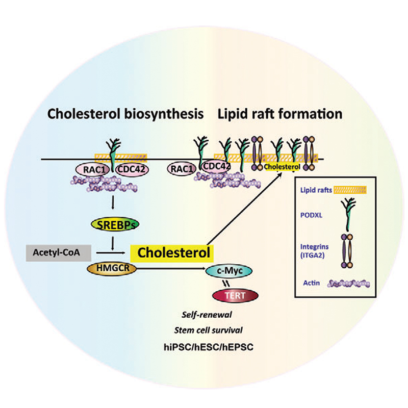 2023PODXL cholesterol 2023PODXL cholesterol