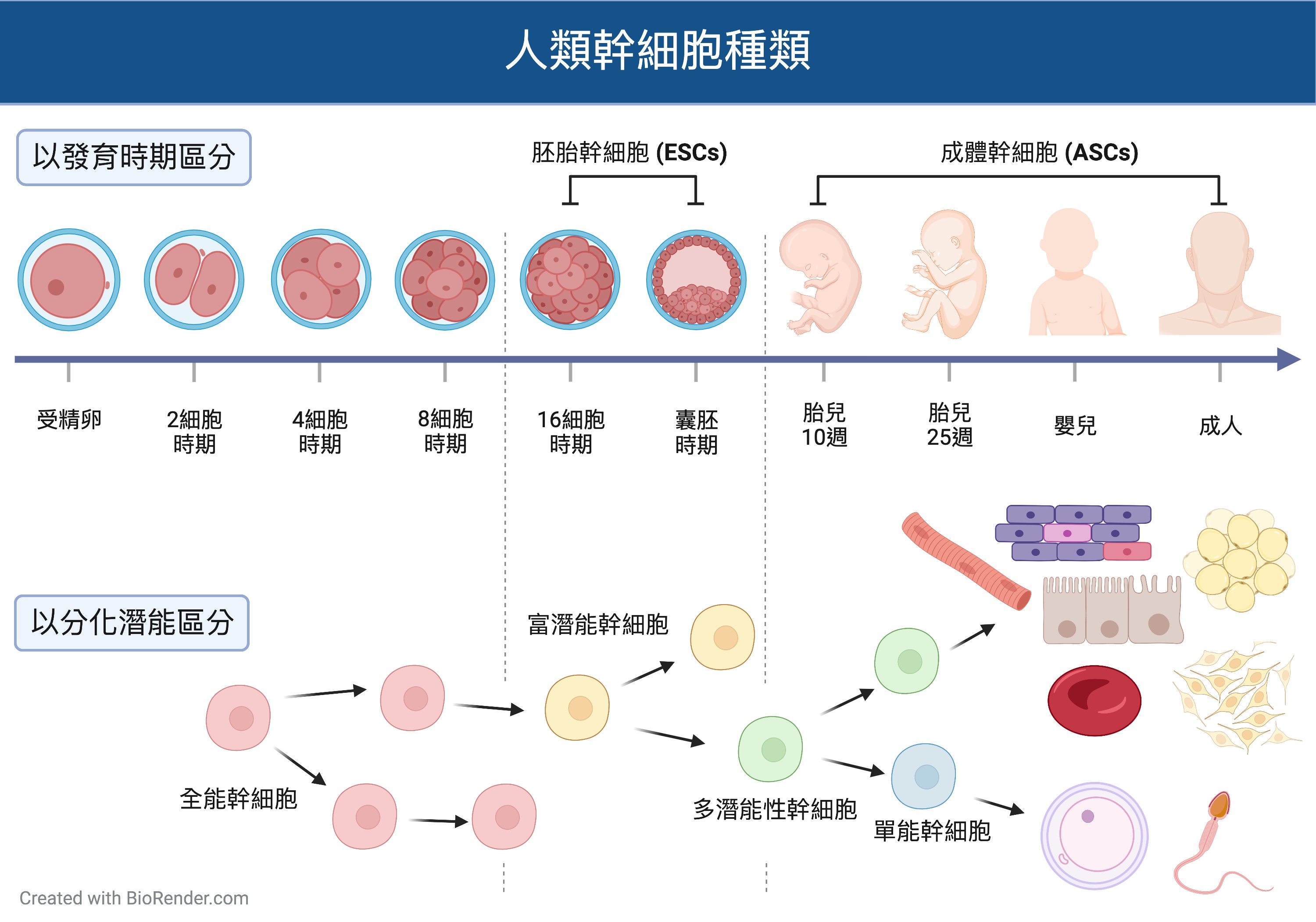 2023PODXL StemCell differentiation CH 2023PODXL StemCell differentiation CH