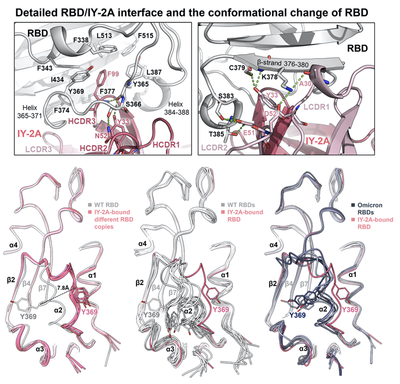 2023Structural basis F3 2023Structural basis F3