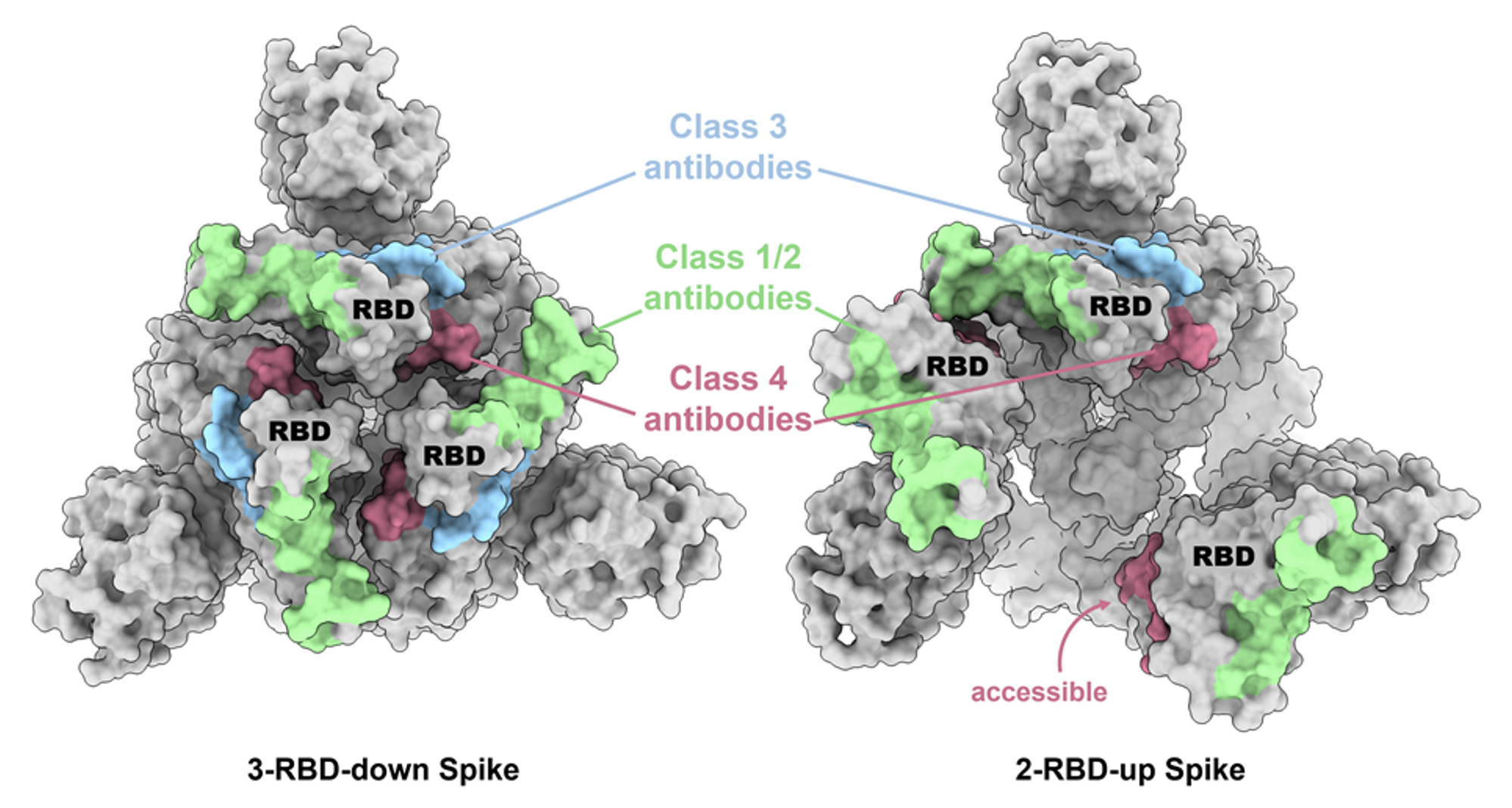 2023Structural basis F1 2023Structural basis F1