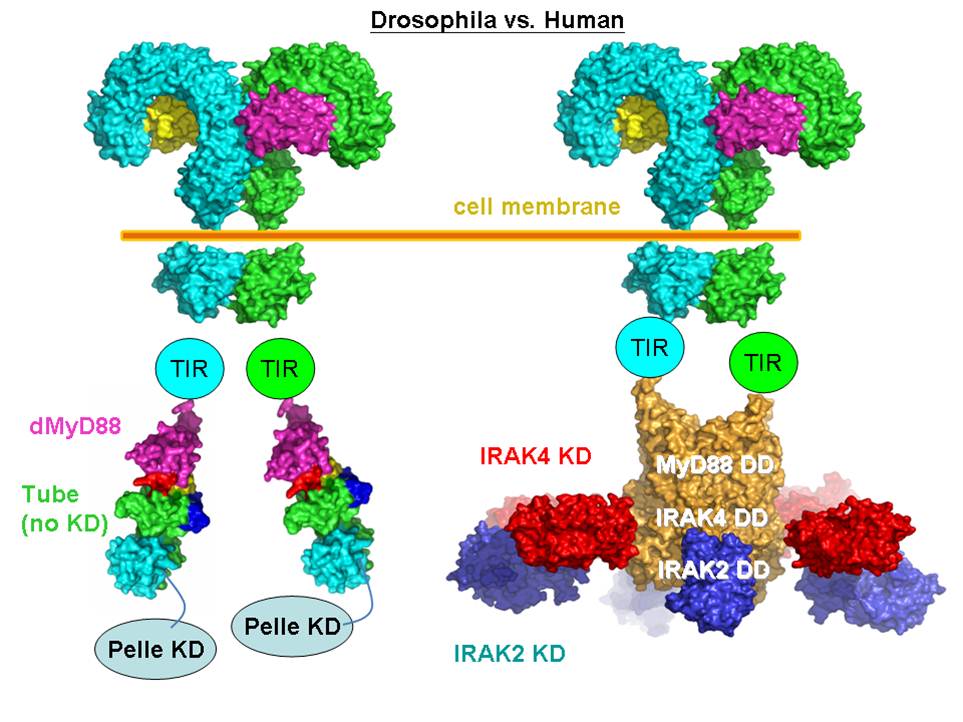 Toll-like receptor signaling complexes in Drosophila (left) and humans (right).