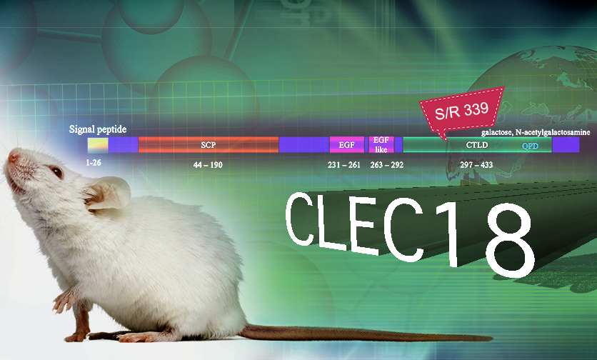 CLEC18A基因單一胺基酸的變異可倍增抗病毒的免疫力