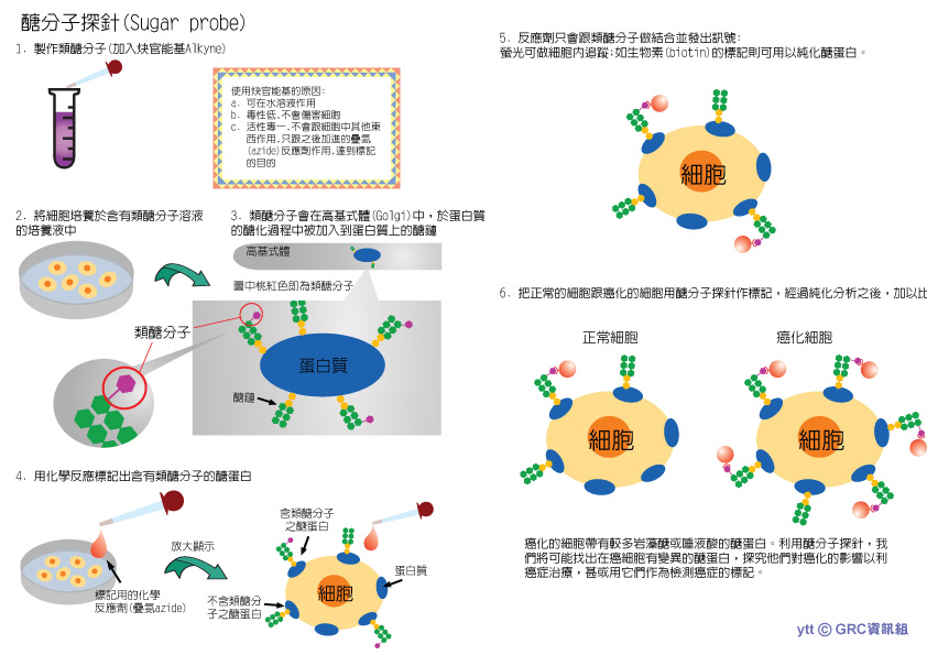 基因體中心發表新型的分子探針及醣晶片，可成為研究醣蛋白基因體的利器