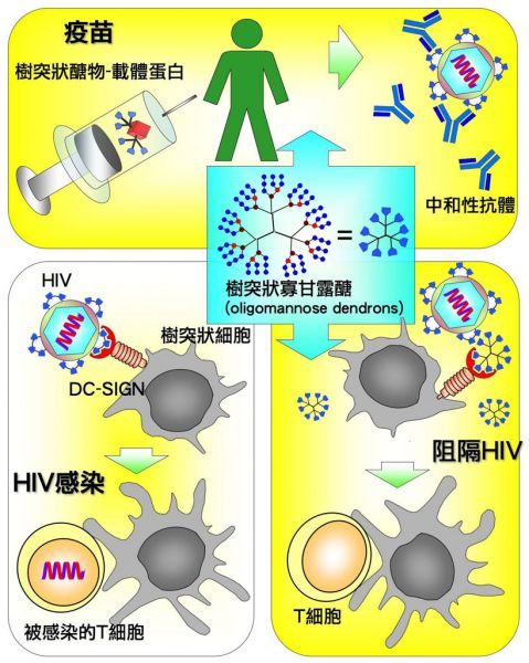翁啟惠團隊發明兼具防堵與抑制HIV病毒的疫苗新法
