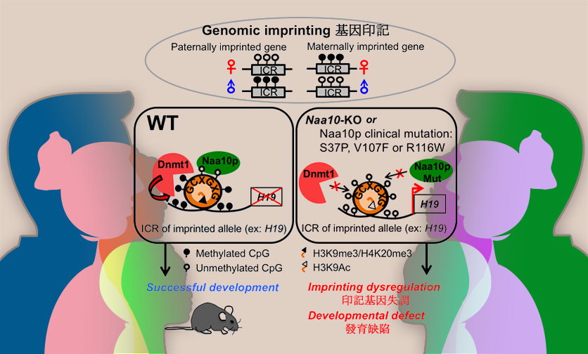 蛋白質N端乙醯轉化酶10蛋白質促進 DNA 甲基化、維持基因體印記並調控胚胎發育
