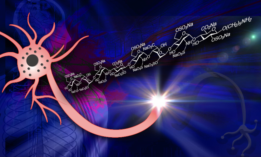 中樞神經再生露曙光　人工合成八醣體可修復脊神經