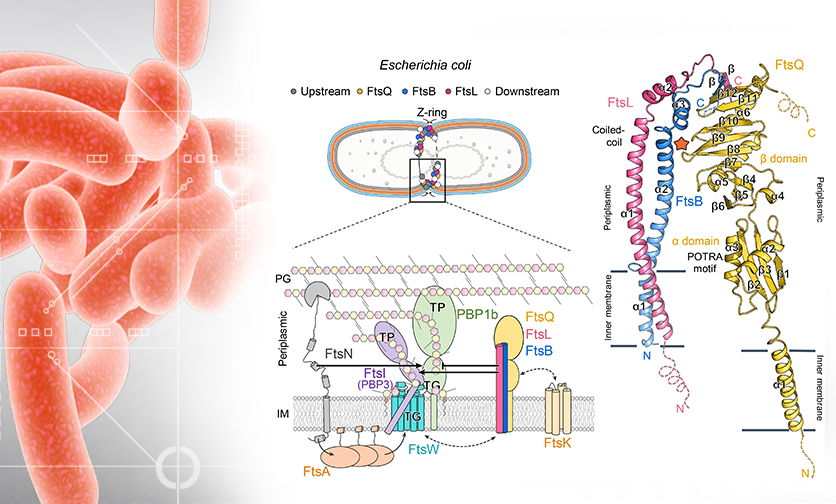 新興抗生素標靶 膜蛋白FtsBLQ結構與機轉模型首度曝光