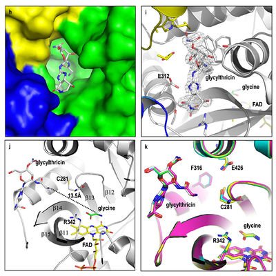 N-Formimidoylation/-iminoacetylation modification in aminoglycosides requires FAD-dependent and ligand-protein NOS bridge dual chemistry