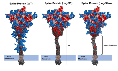 Low-sugar universal mRNA vaccine against coronavirus variants with deletion of glycosites in the S2 or stem of SARS-CoV-2 spike messenger RNA (mRNA)