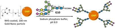 Synthesis and Quantitative Analysis of Glycans Conjugated to Gold Nanoparticles