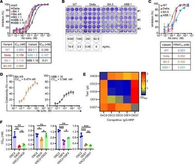 Functional and structural investigation of a broadly neutralizing SARS-CoV-2 antibody
