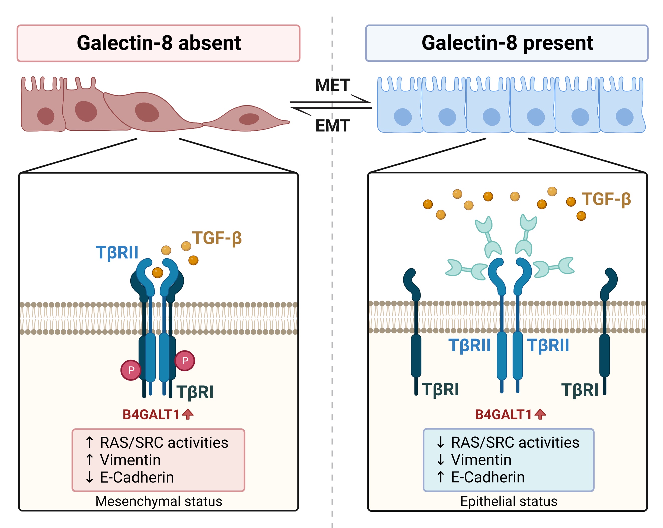 B4GALT1-dependent galectin-8 binding with TGF-β receptor suppresses colorectal cancer progression and metastasis