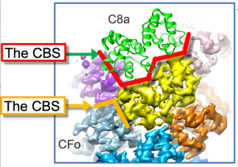 Reverse hierarchical DED assembly in the cFLIP-procaspase-8 and cFLIP-procaspase-8-FADD complexes