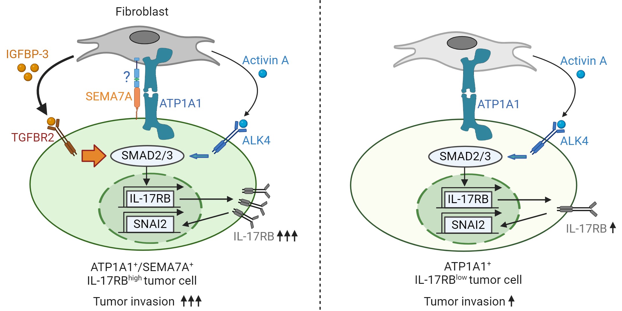 SEMA7A-mediated juxtacrine stimulation of IGFBP-3 upregulates IL-17RB at pancreatic cancer invasive front